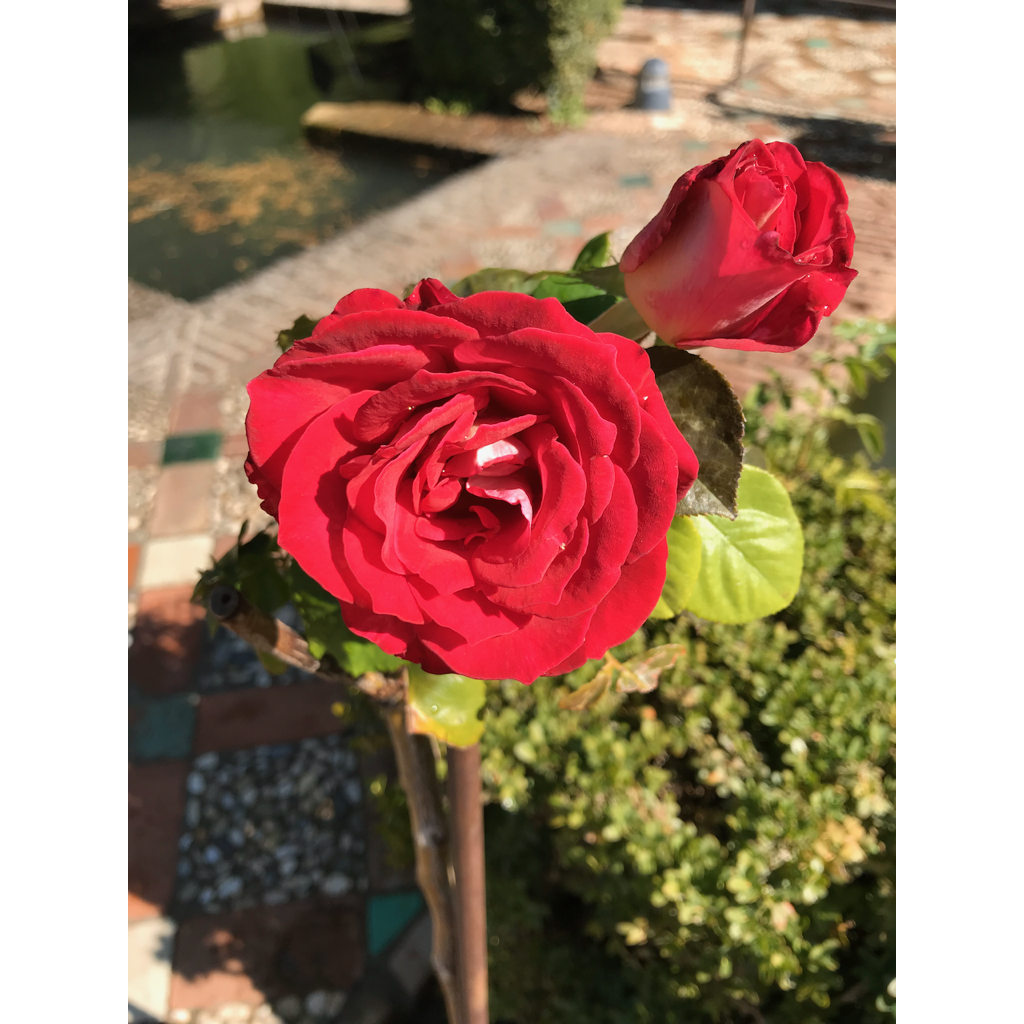 europe2019_web - 1273