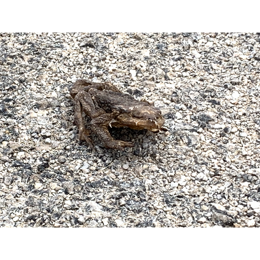 europe2019_web - 1369