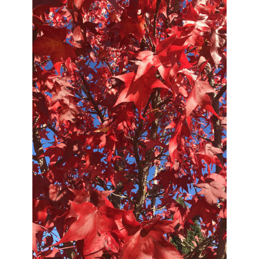 europe2019_web - 1658