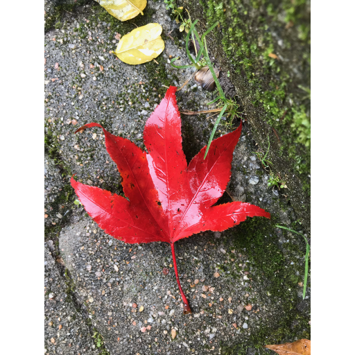 europe2019_web - 1757