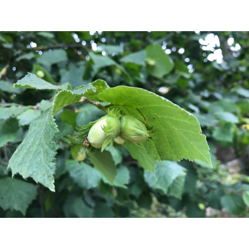 europe2019_web - 202