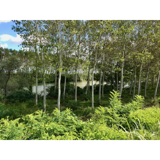 europe2019_web - 696