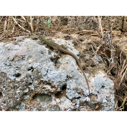 europe2019_web - 978